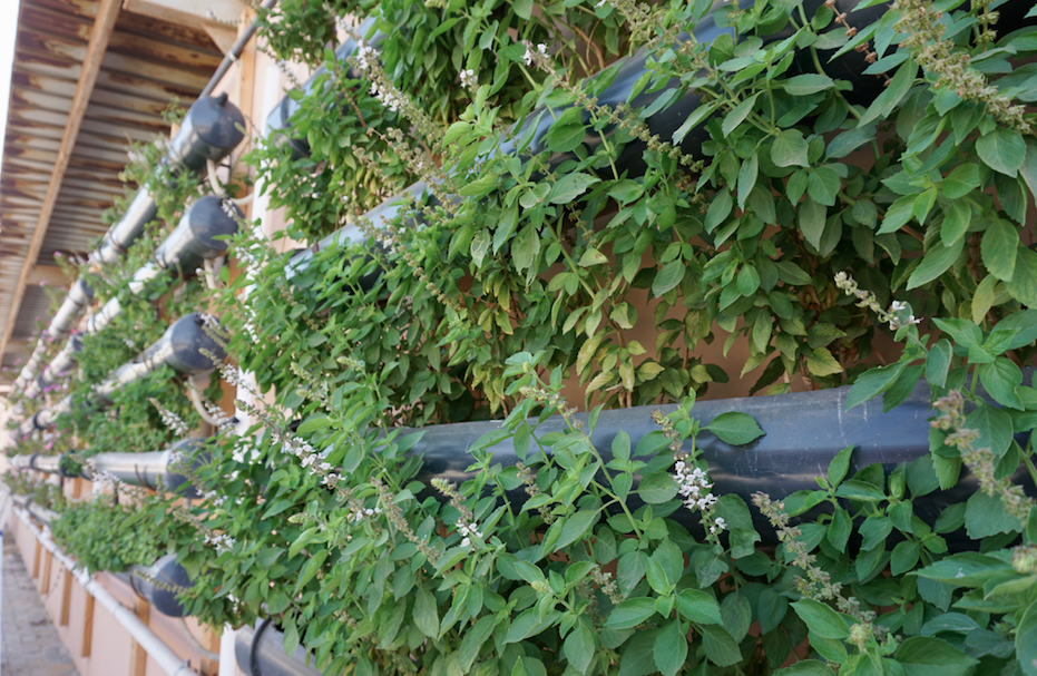 green wall to represent urban development in climate change