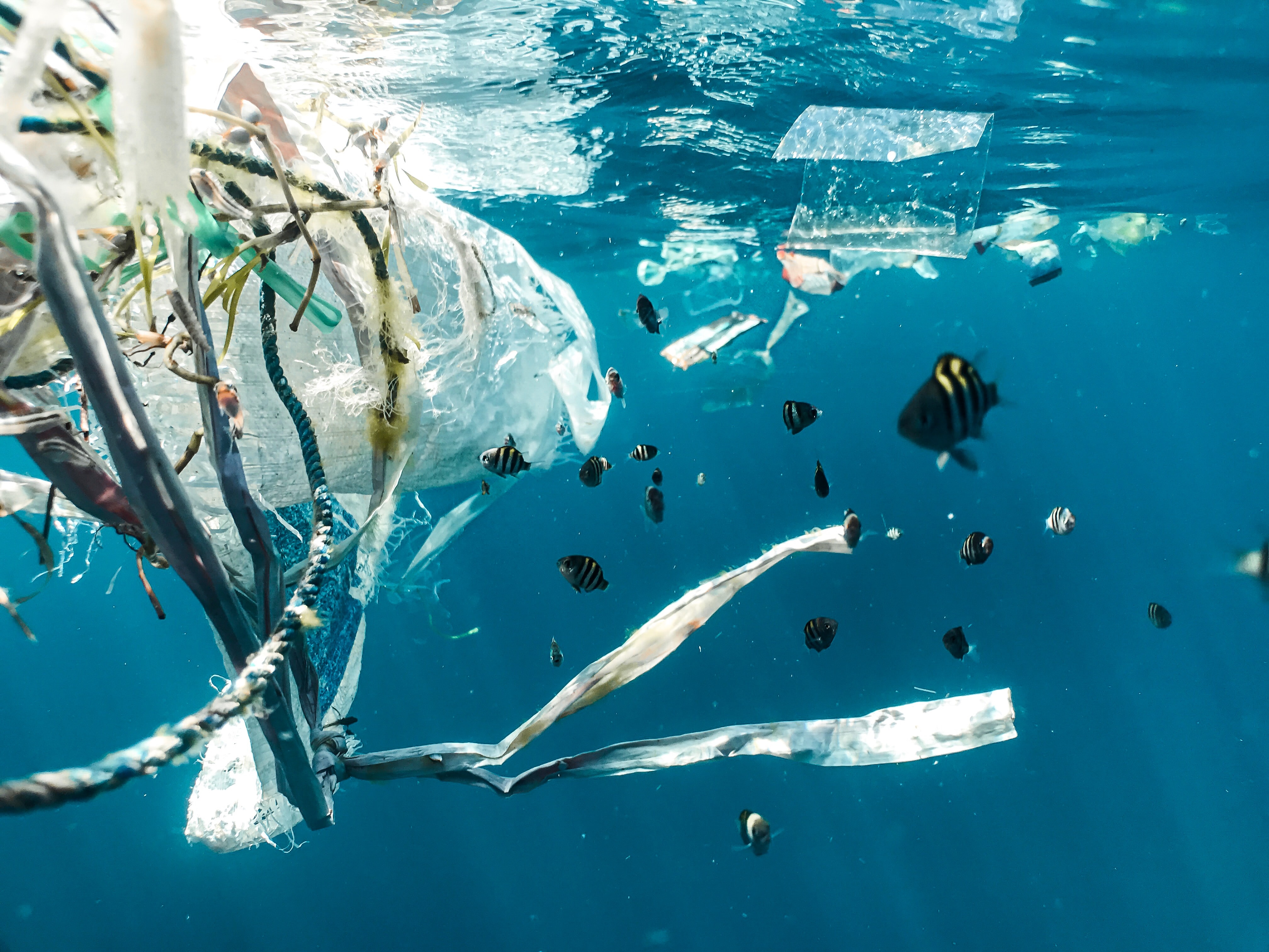 A fish swims around plastic pollution in the ocean
