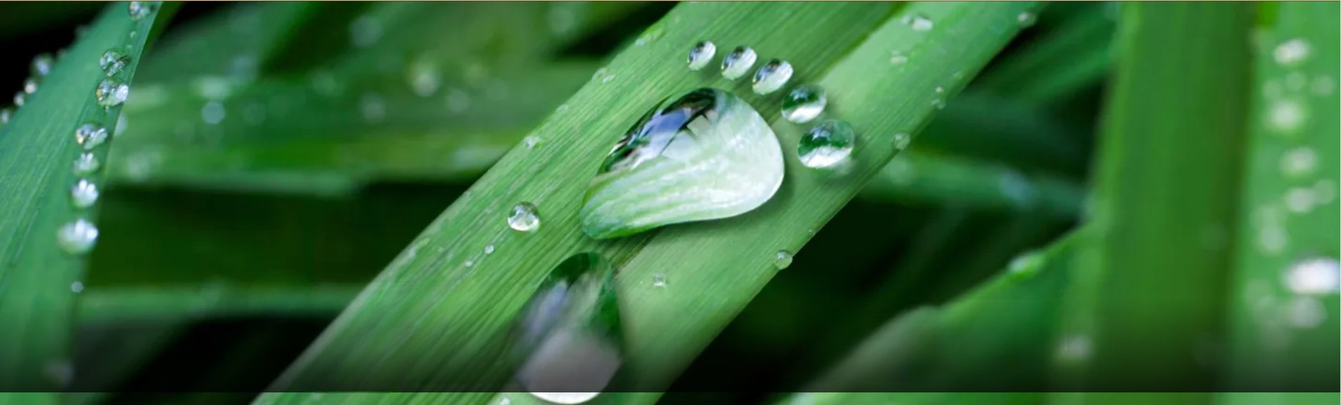 Water footprint on grass