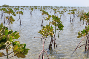 mangroves