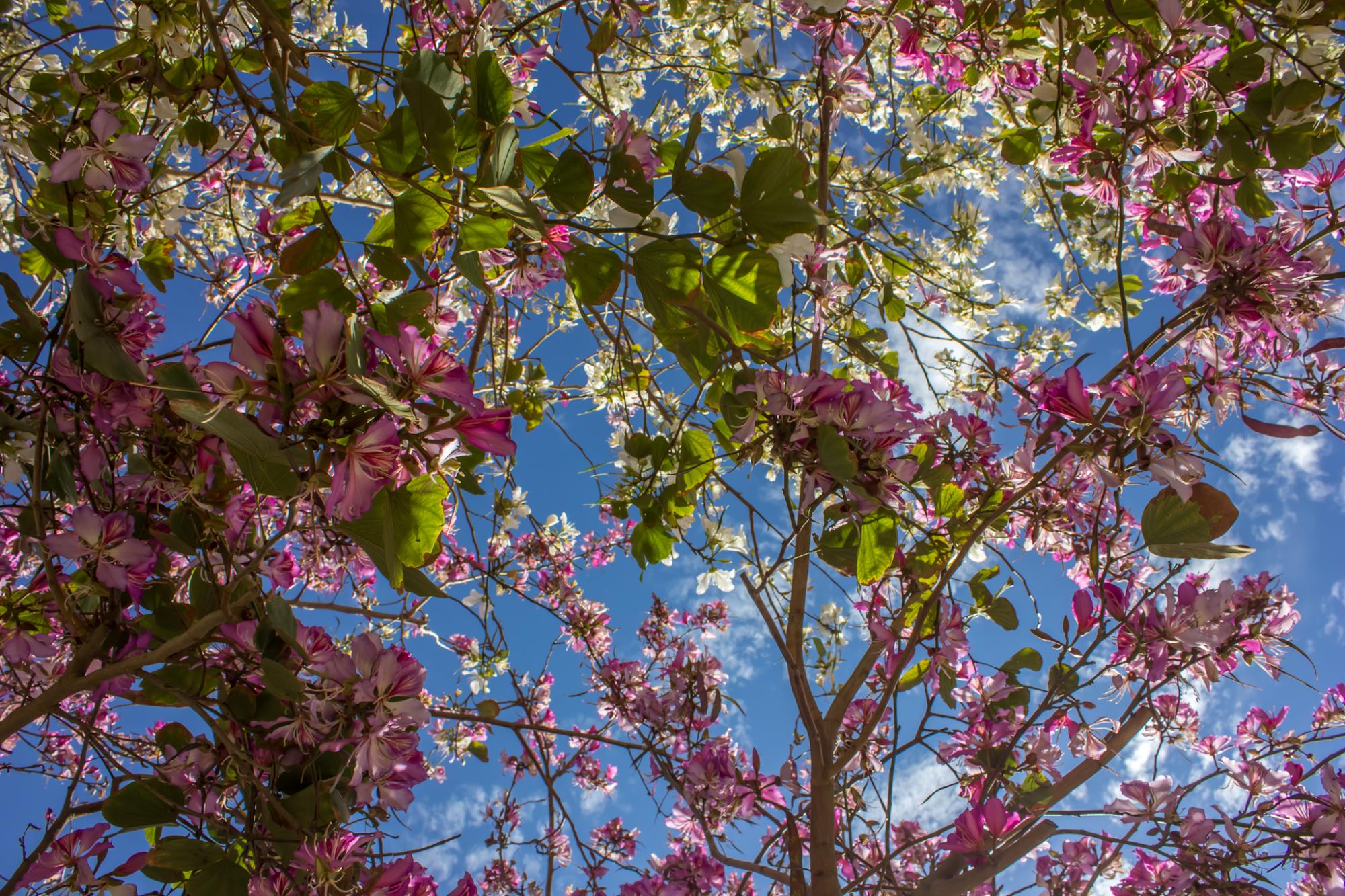 Hassan's winning photo of the #AUCinBloom contest