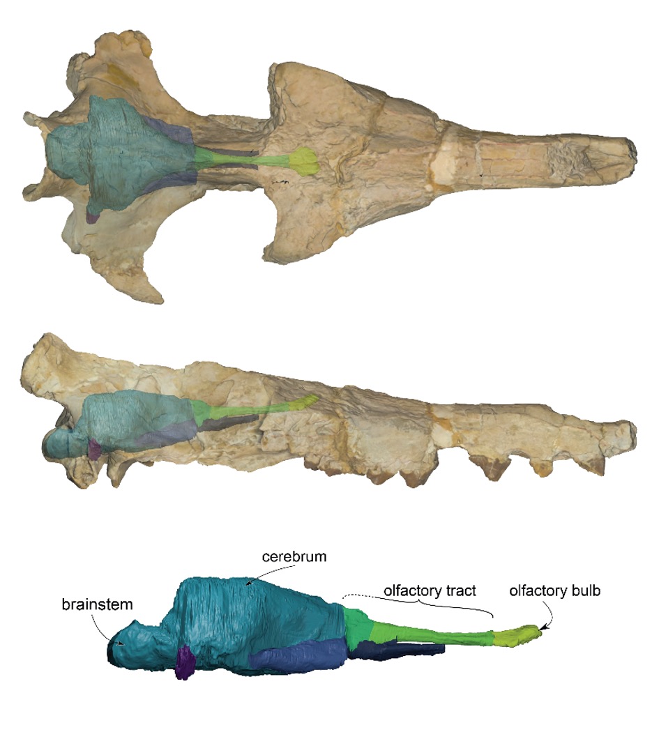 3D digital scans of internal anatomy of early whales