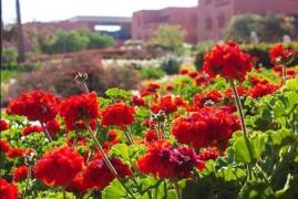 AUC in Bloom
