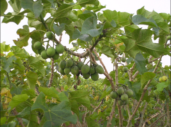 The Jatropha plant is best energy alternative for Egypt according to the students' research. Photo credit: Prof Chen Fang et al, June 24,2008