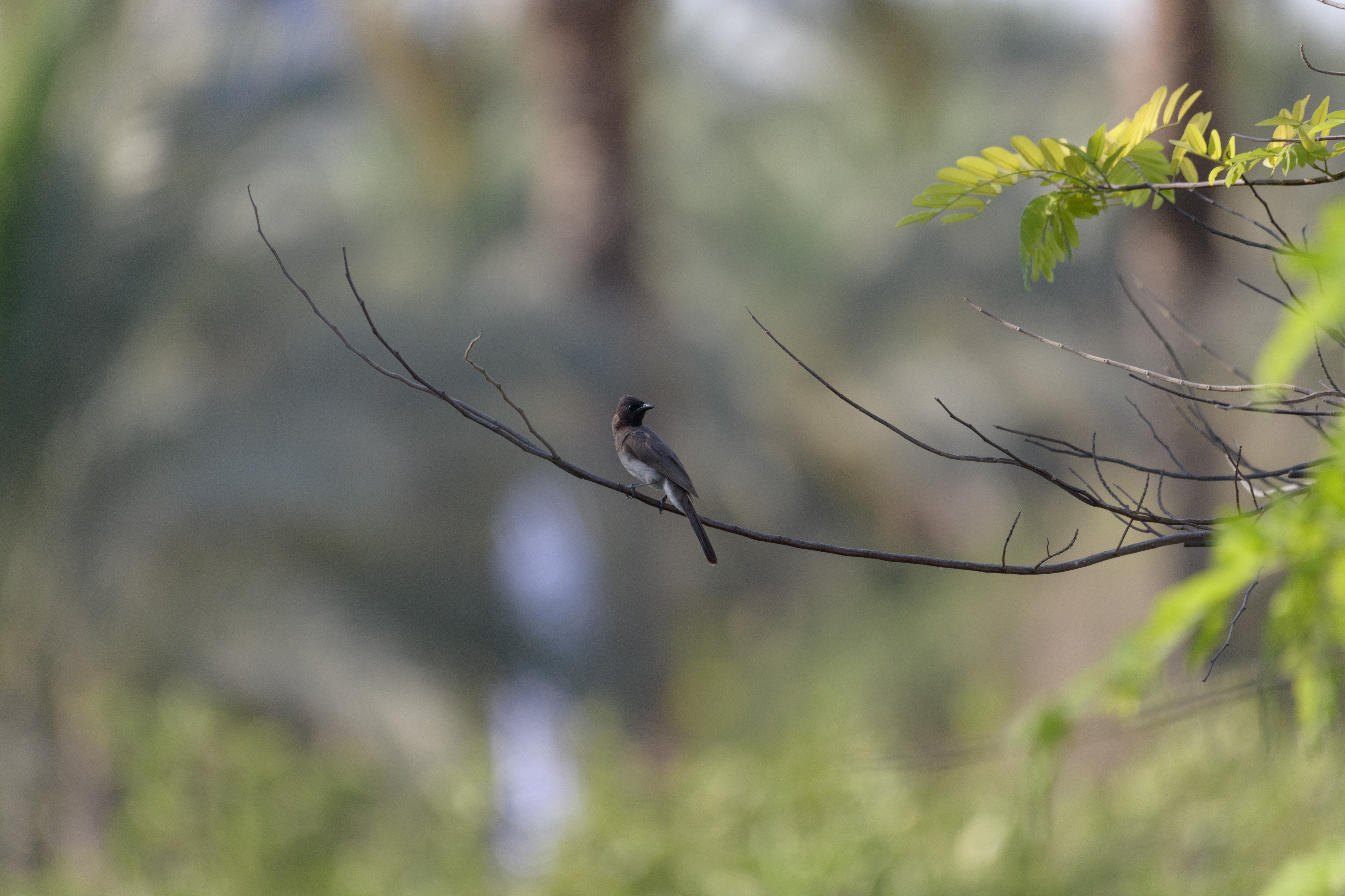Now Flying on Campus