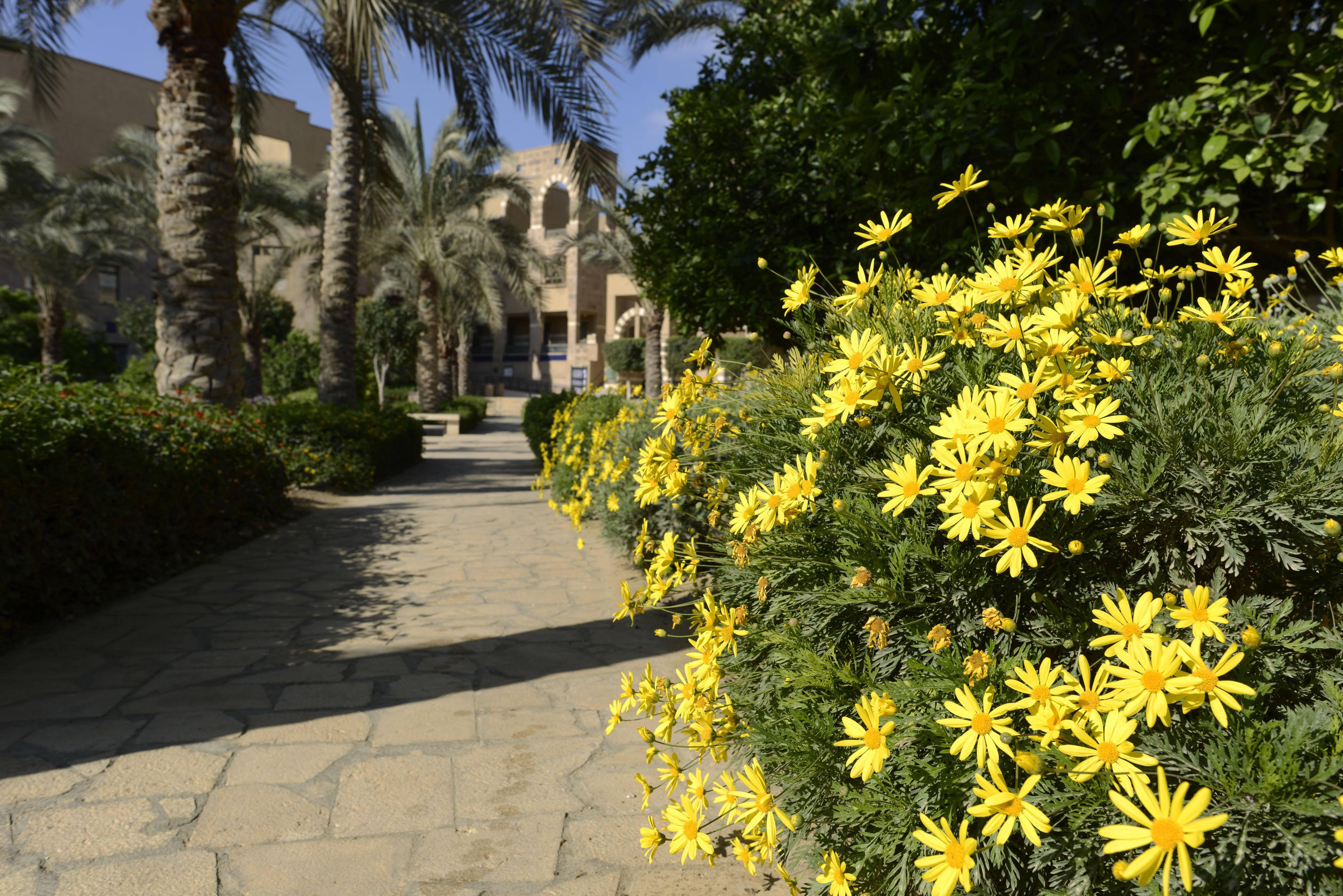 AUC Garden