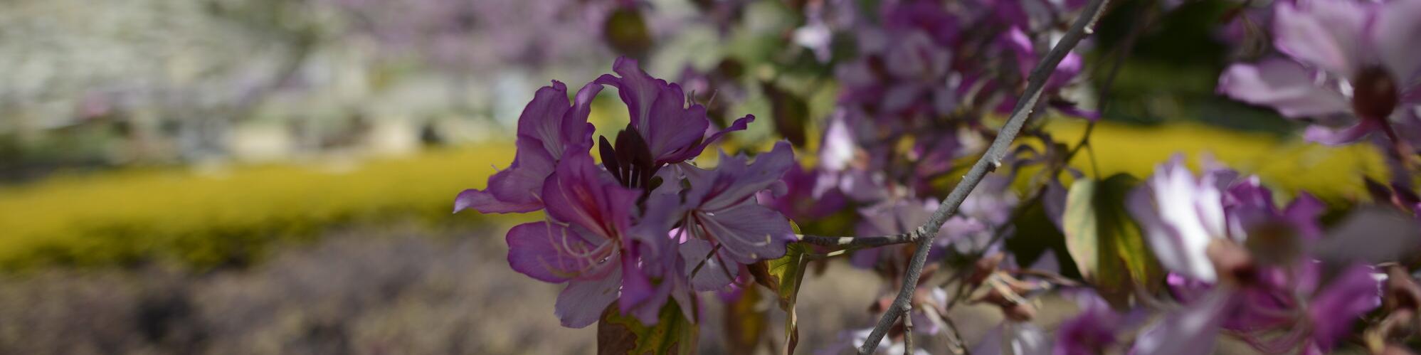 Purple flowers