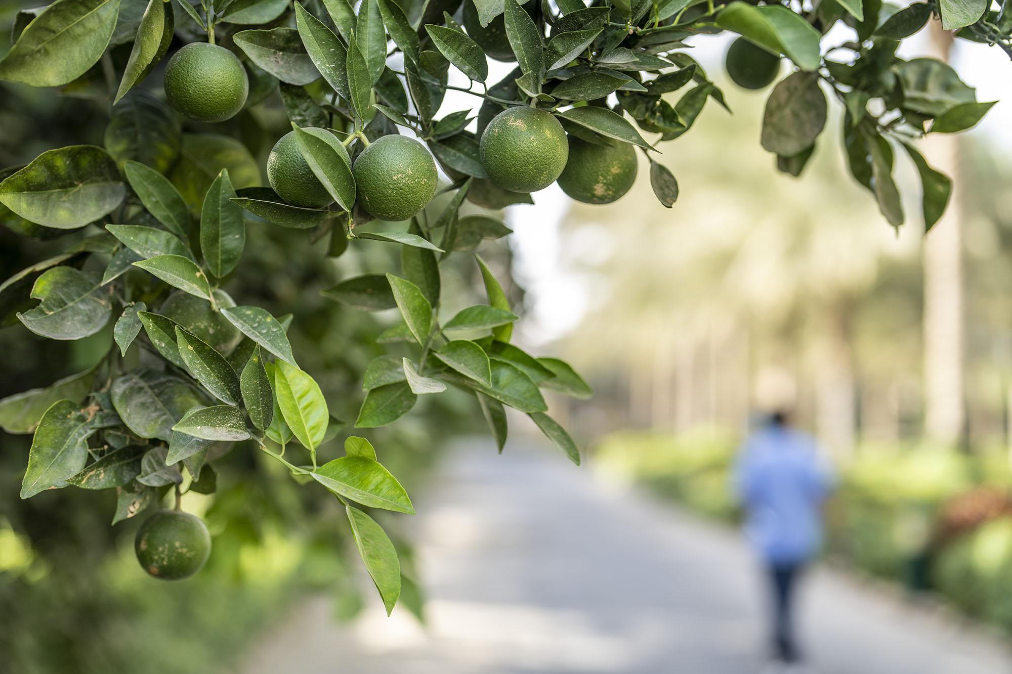 Orange trees that have green, unripe oranges