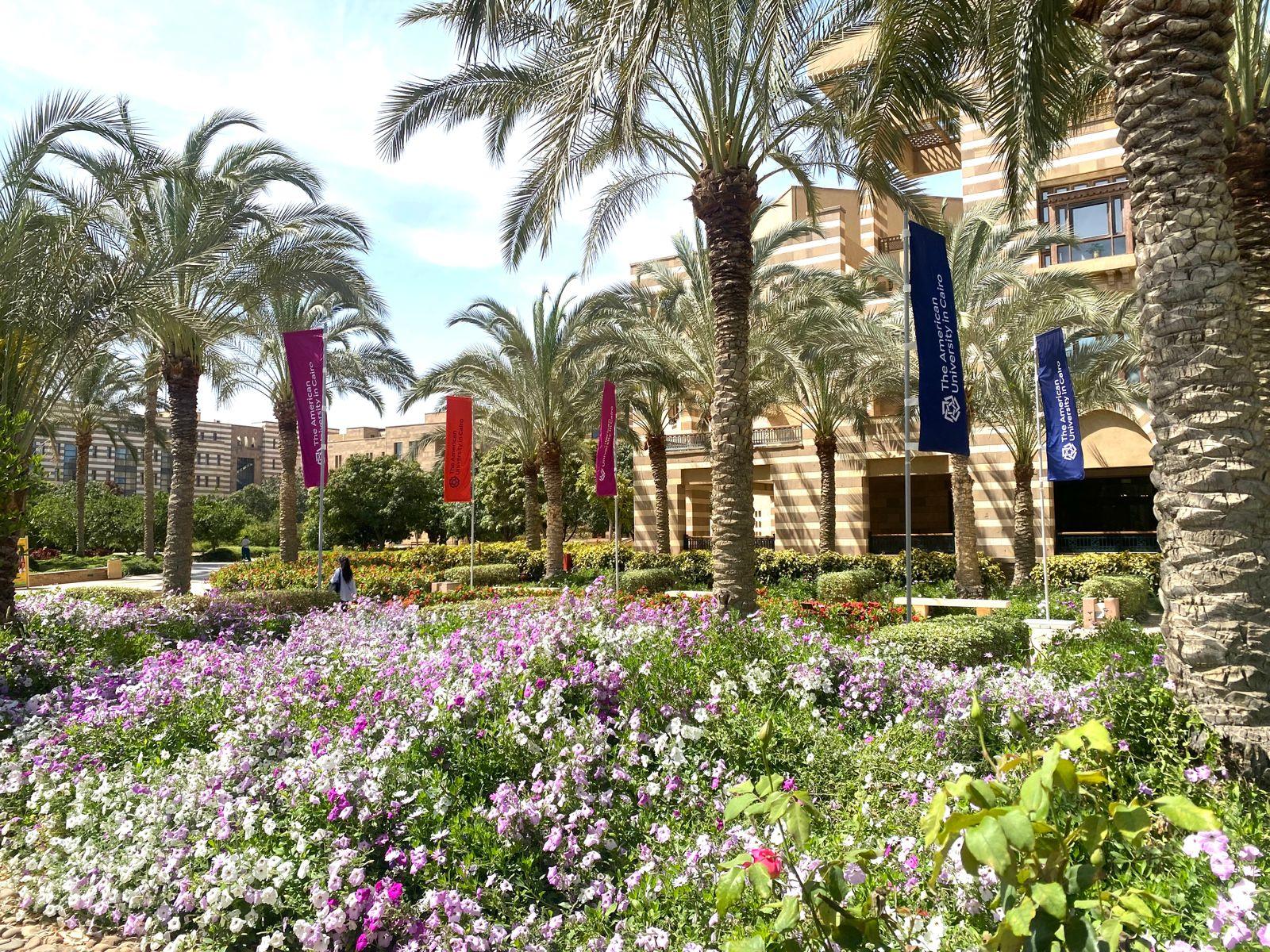 Garden with flowers and palm trees. There are banners on the palm tress that read The American University in Cairo