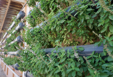 green wall to represent urban development in climate change
