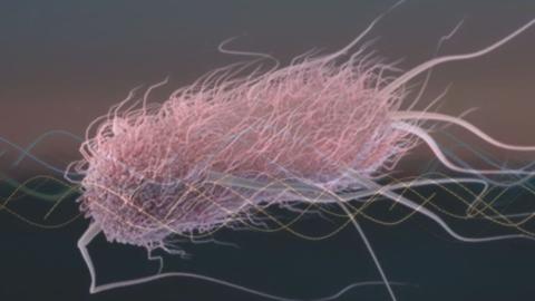 Image of E Coli 