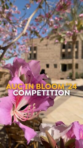 Pink flowers with a building in the background. Text: AUC in Bloom '24 Competition