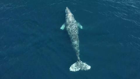 A whale under the water