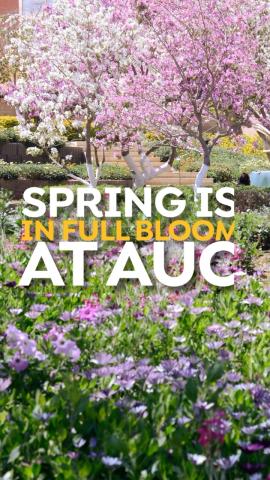 Flowers. Text: Spring is in full bloom at AUC
