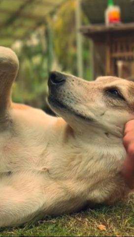 A dog is lying down