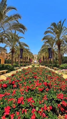 A garden with palm trees and red flowers