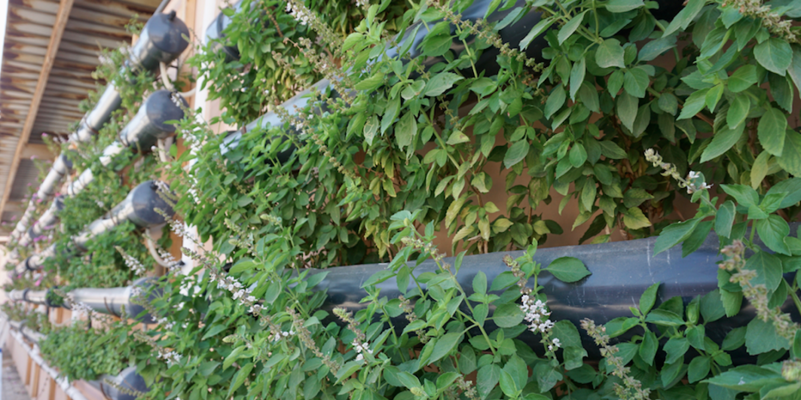 green wall to represent urban development in climate change