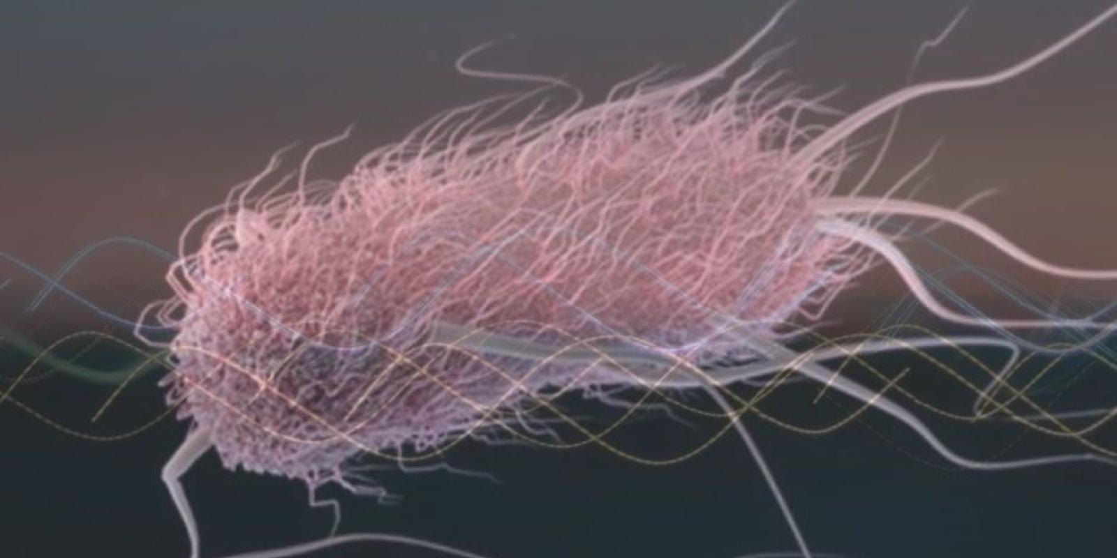 Image of E Coli