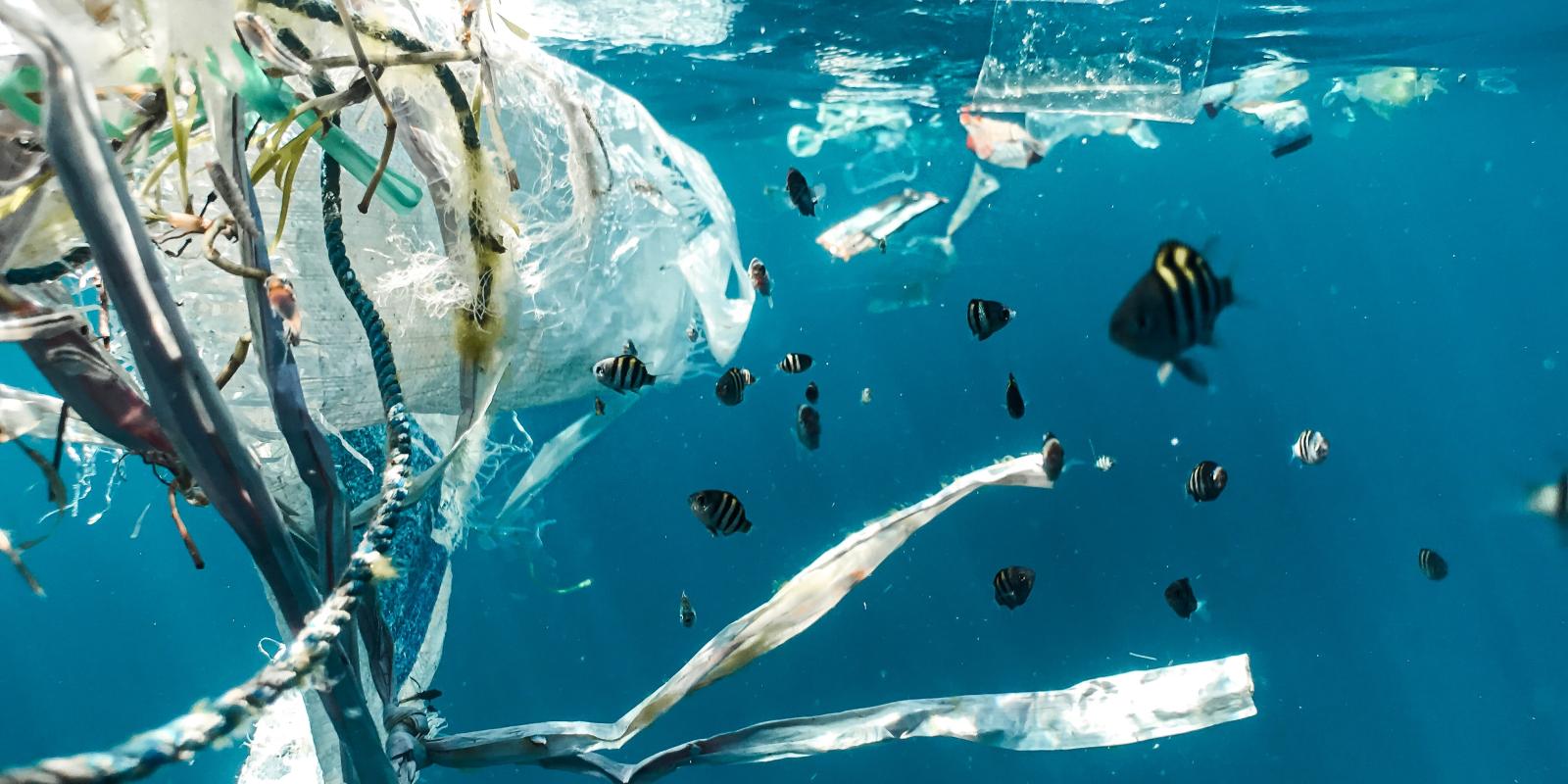 A fish swims around plastic pollution in the ocean