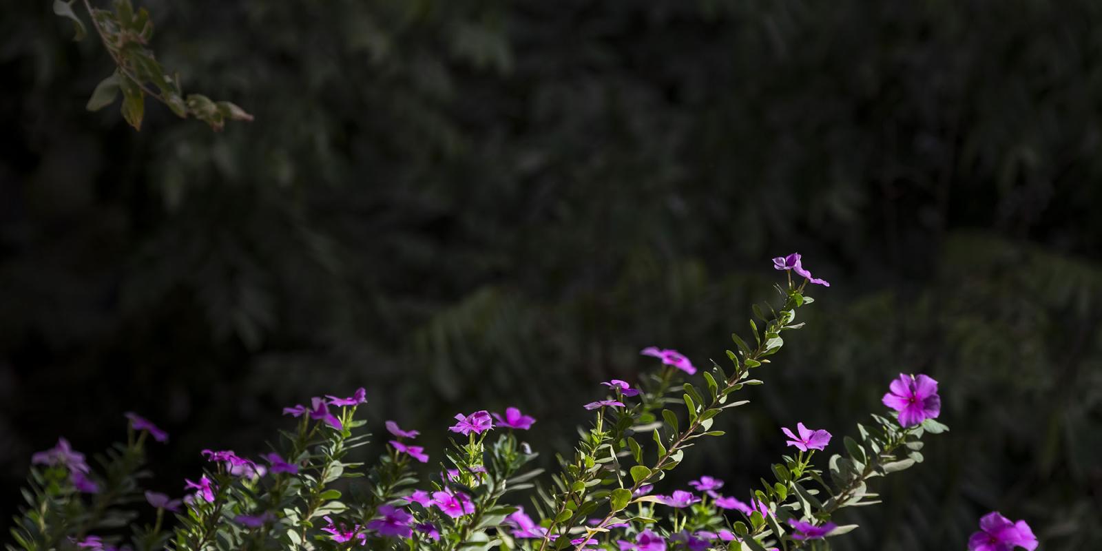 Purple flowers in garden