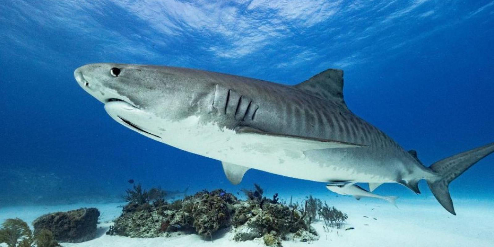 Shark Attacks: Causes and Concerns