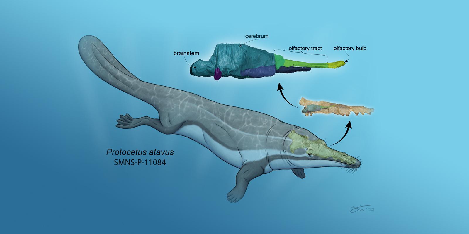 Diagram identifying the different body parts of early whales