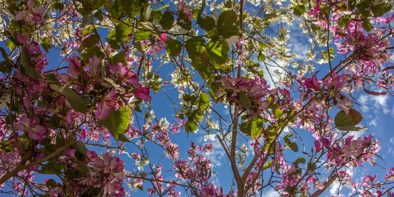 Hassan's winning photo of the #AUCinBloom contest