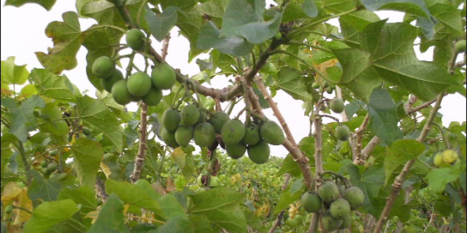 The Jatropha plant is best energy alternative for Egypt according to the students' research. Photo credit: Prof Chen Fang et al, June 24,2008