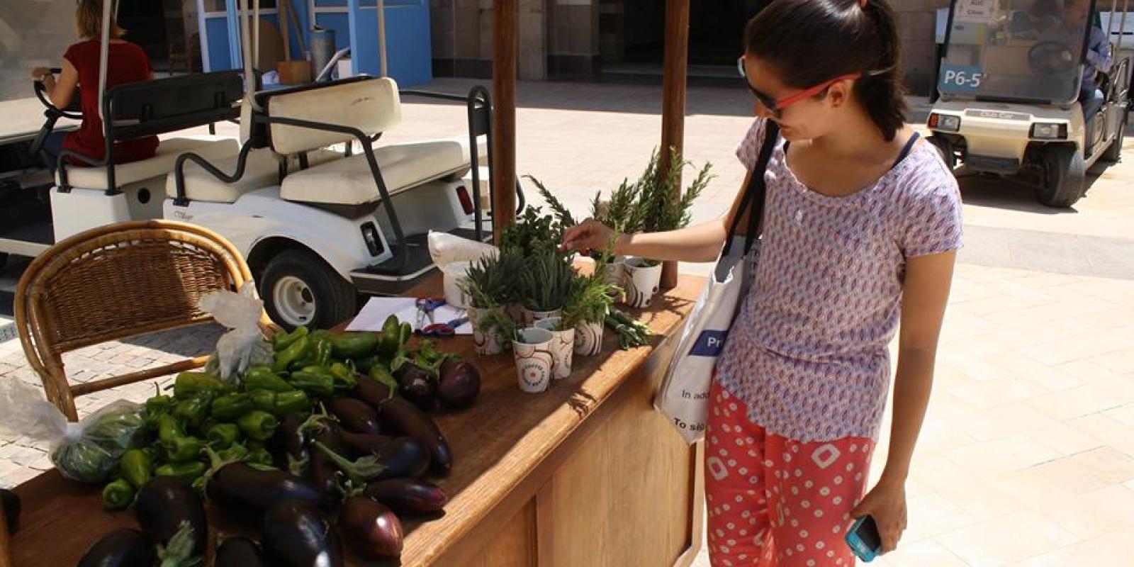 AUC's Sustainable Campus Day and Farmer's Market invites the University and local communities to learn about green initiative