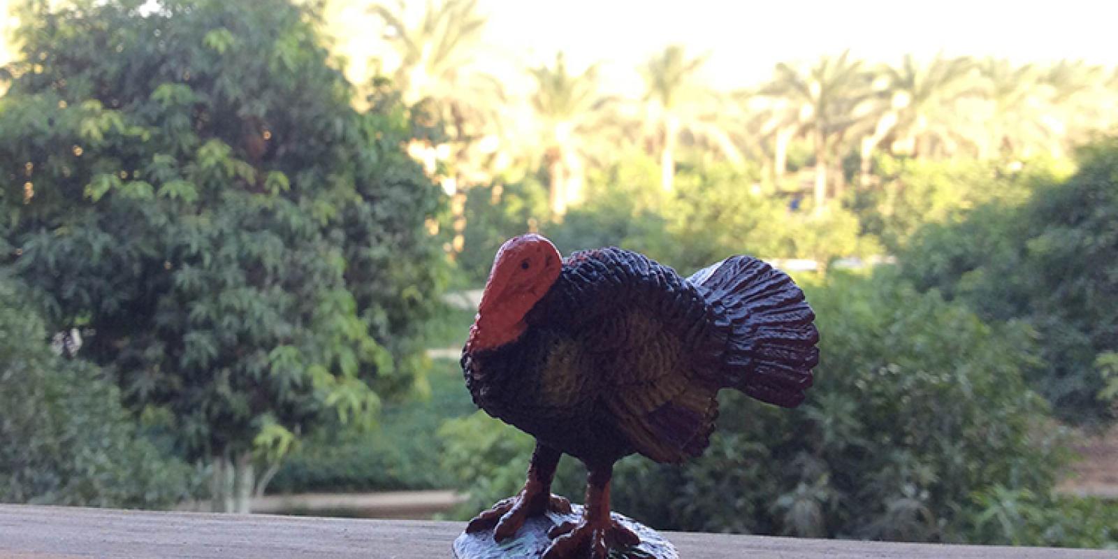 AUC's annual turkey hunt brings the Thanksgiving spirit to campus