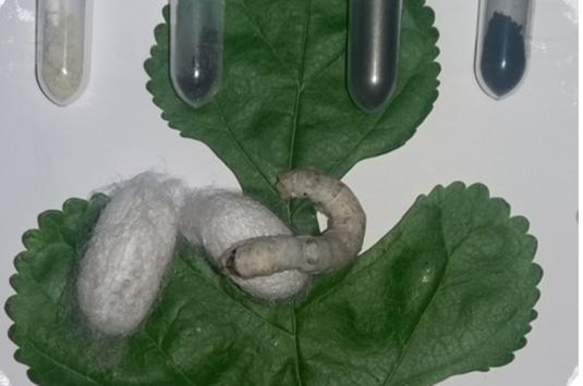 worms