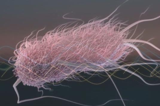 Image of E Coli