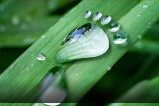 Water footprint on grass