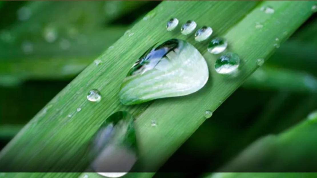 Water footprint on grass