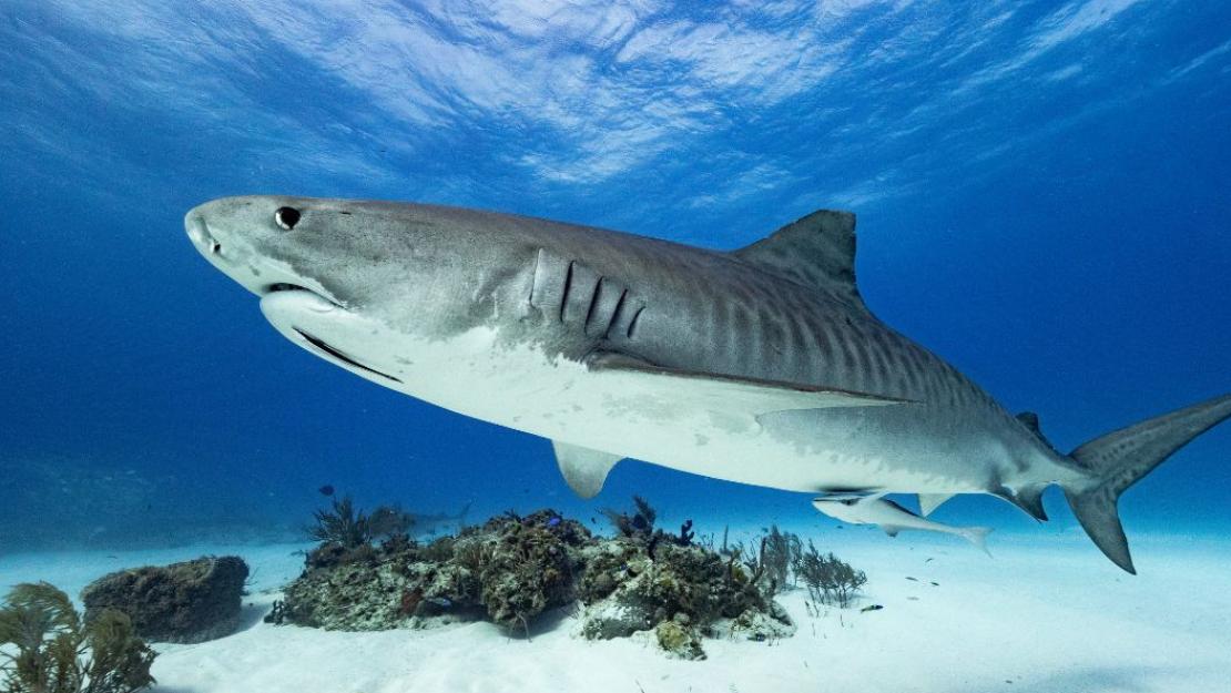 Shark Attacks: Causes and Concerns | The American University in Cairo - Vimarsana News