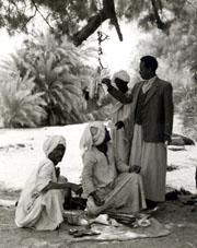 Nubian Study