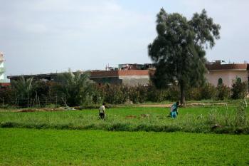 Two people walking in a green field