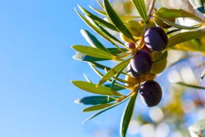 Olive tree