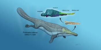 Diagram identifying the different body parts of early whales