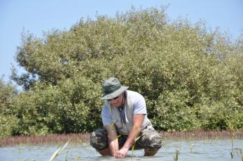 A man is crouched in the water planting. A large shrub is behind him