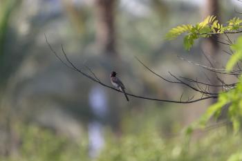 Now Flying on Campus