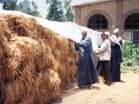 crops in a rural area