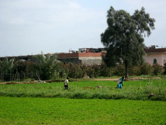 Two people walking in a green field