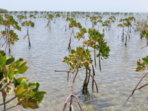 mangroves