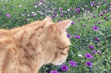 cat-cooperation