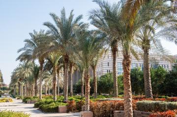 Campus Trees AUC