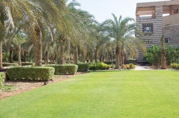 Palm Tree Groves