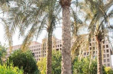 Palm Tree Groves AUC