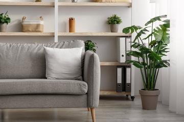 Couch and Plant
