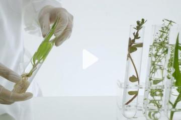 Hands holding test tubes with plants in them